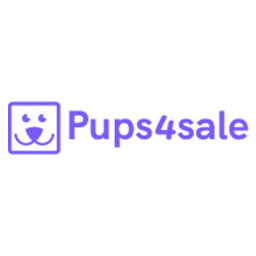 Papillon puppies for sale Australia