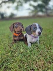 Mini Dachshund Pups 