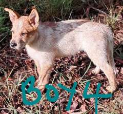 Australia Cattle Dogs