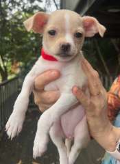 Chihuahua Puppies for sale