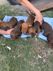 Pure Bred Dachshund Puppies