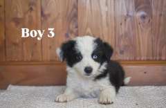 Purebred Border Collie puppies 