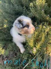 Australian Shepherd puppies DOB 13/05/2025