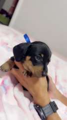 Miniature Dachshund Puppies 