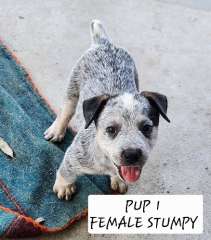 Australian Cattle Pups / Blue Heeler