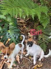 Papillon Pups