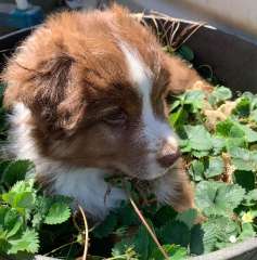 Australian Shepherd Red Tri Female puppy