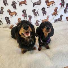 Miniature Dachshunds 