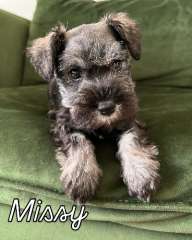 Miniature schnauzer puppy