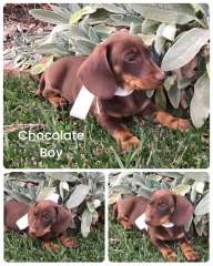 💕🐶 Gorgeous Dachshund Puppies 🐶💕