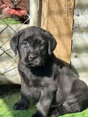 ANKC registered Labrador puppies DNA tested 