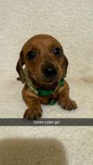 Dachshund puppies