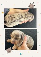 DNA clear longhair mini dachshunds 