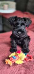 Miniature Schnauzer puppy 